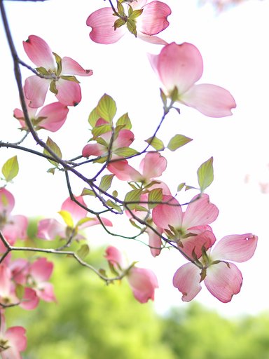 【おだやかに・・・春】 ひ〜らり、ちょうちょうを♪