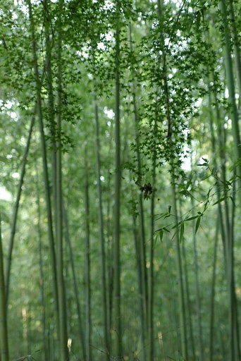 残暑の竹林朦朧と