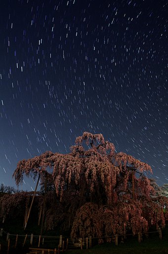 【おだやかに・・・春】瀧桜の見る夢