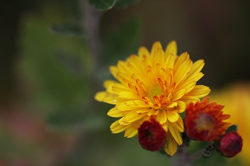 小菊の季節