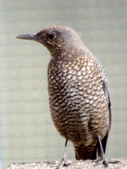 イソヒヨドリ♀
