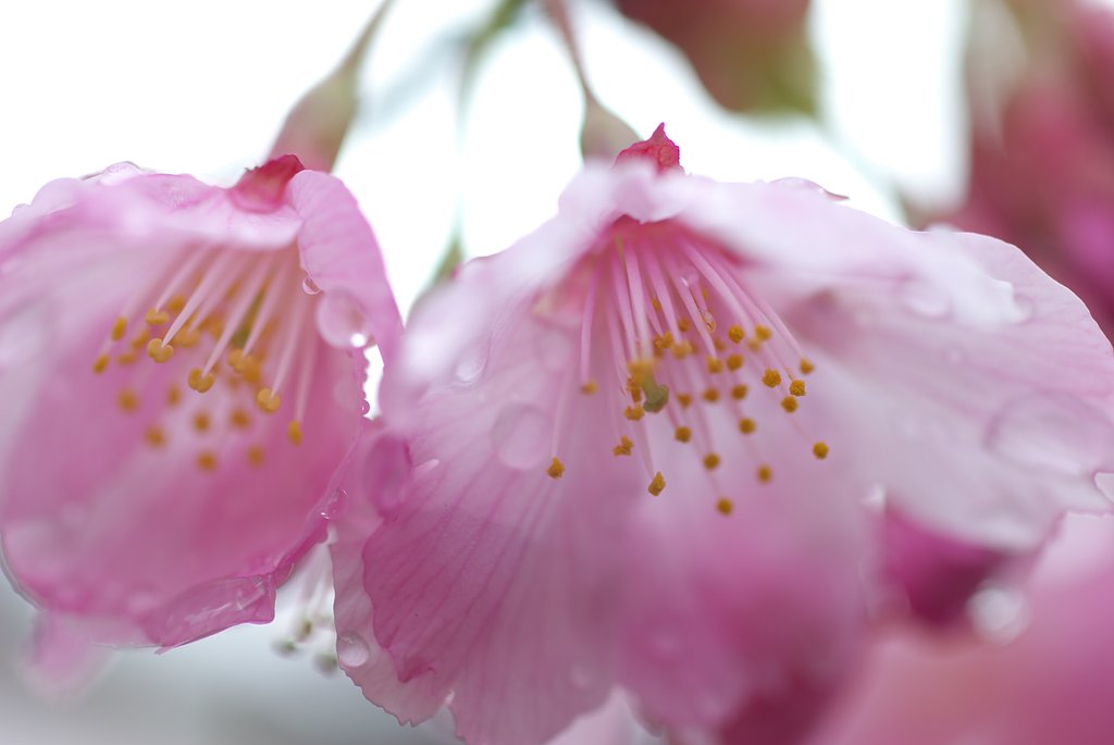 まだまだ桜-その２