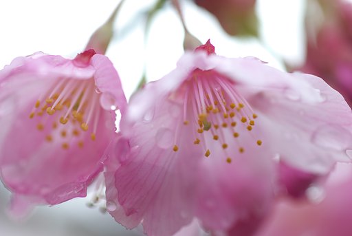 まだまだ桜-その２