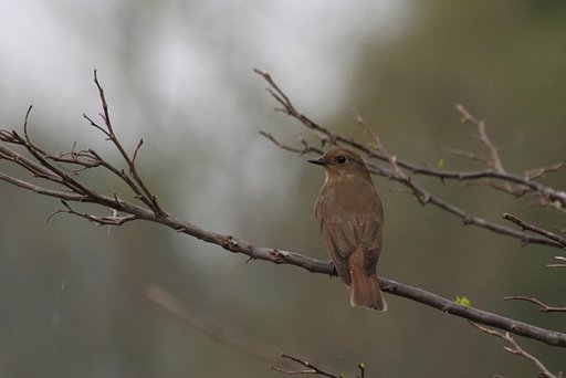 オオルリ♀