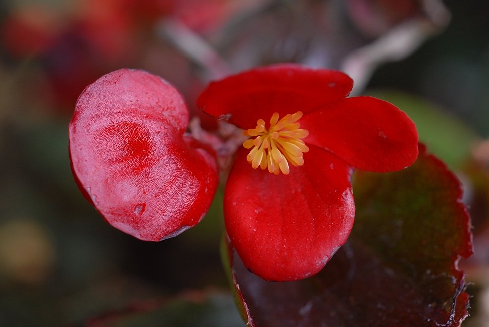 ちいさな花