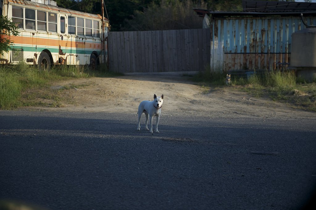 犬とバス