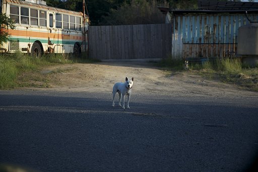 犬とバス