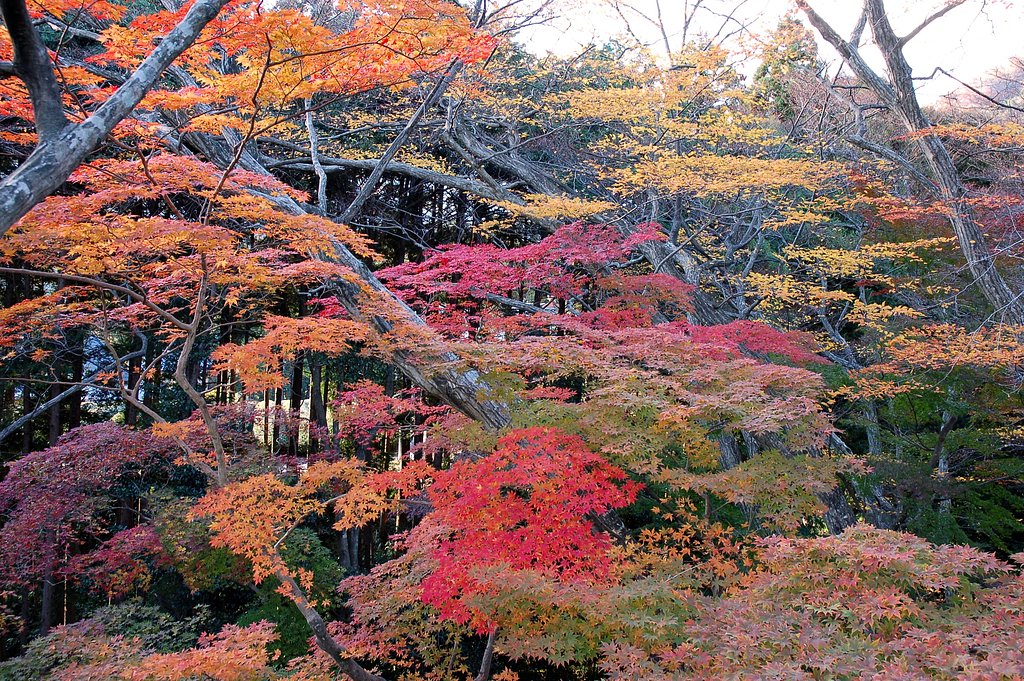 もみじ谷紅葉