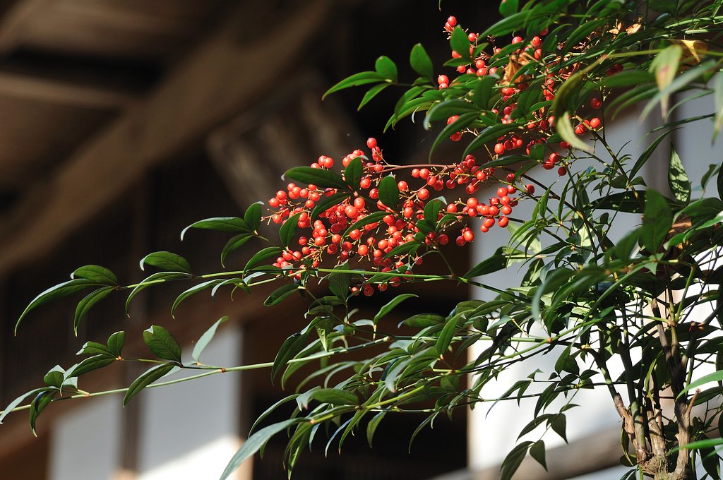 【絵のような】秋の実り