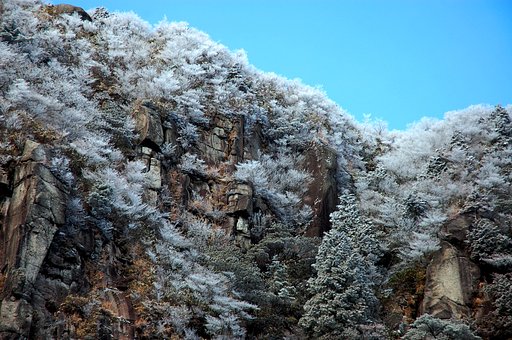 樹氷