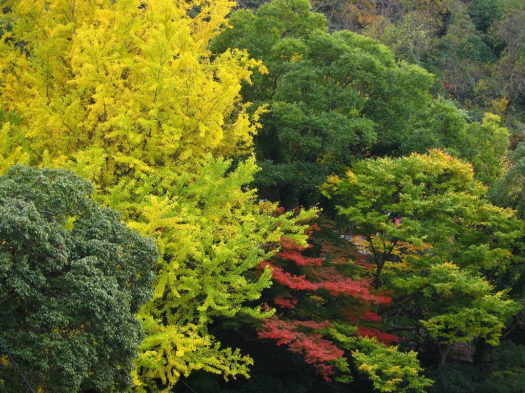 黄葉&紅葉