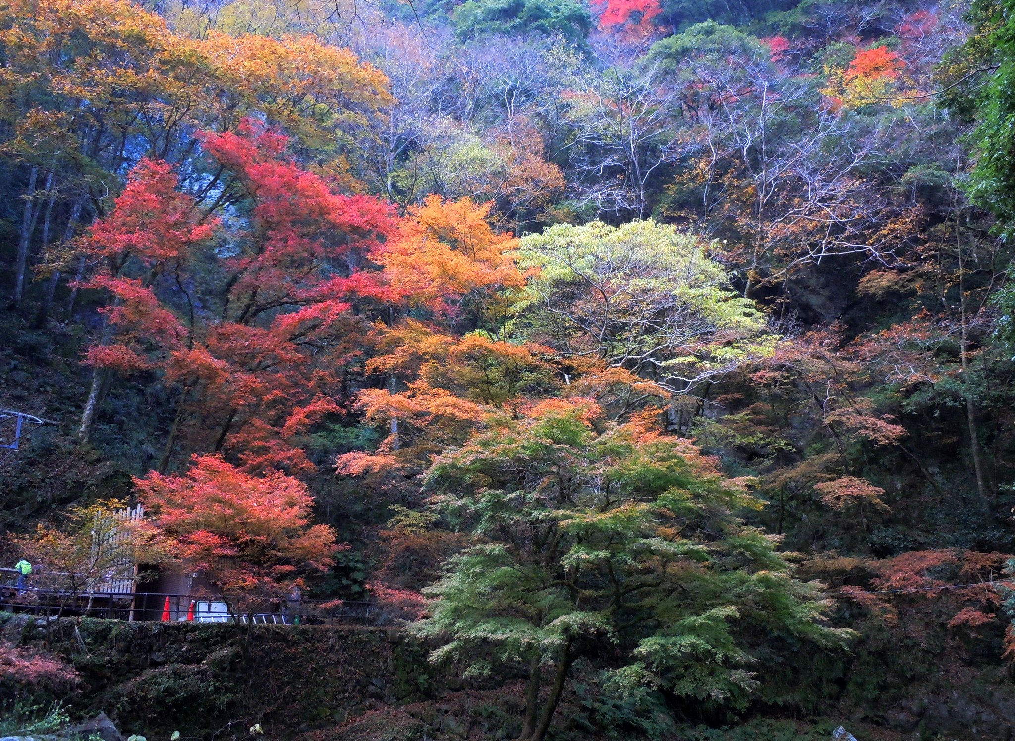 紅葉