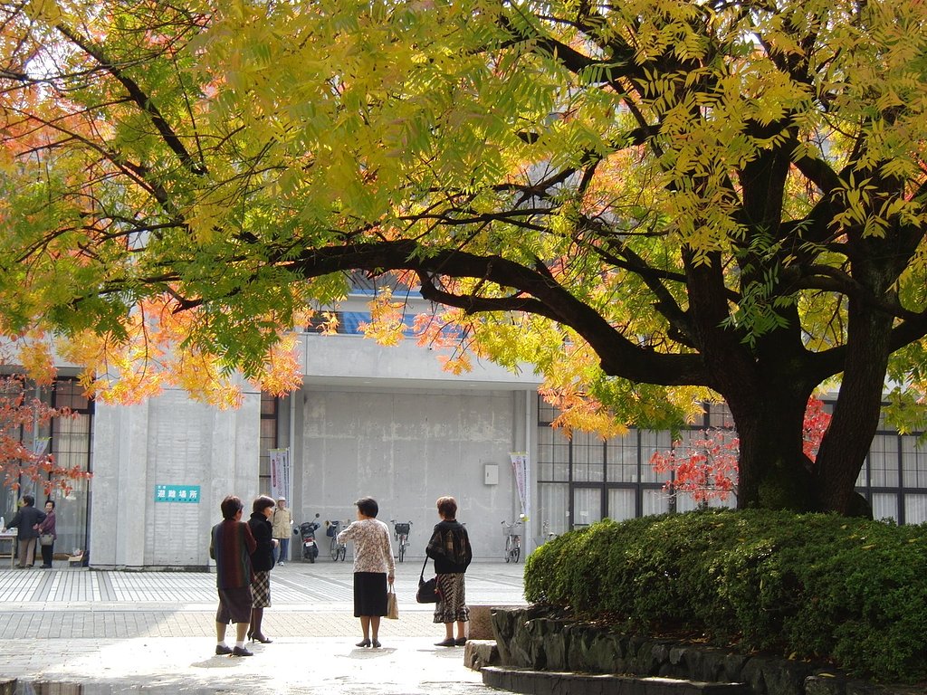 カイノキの下で