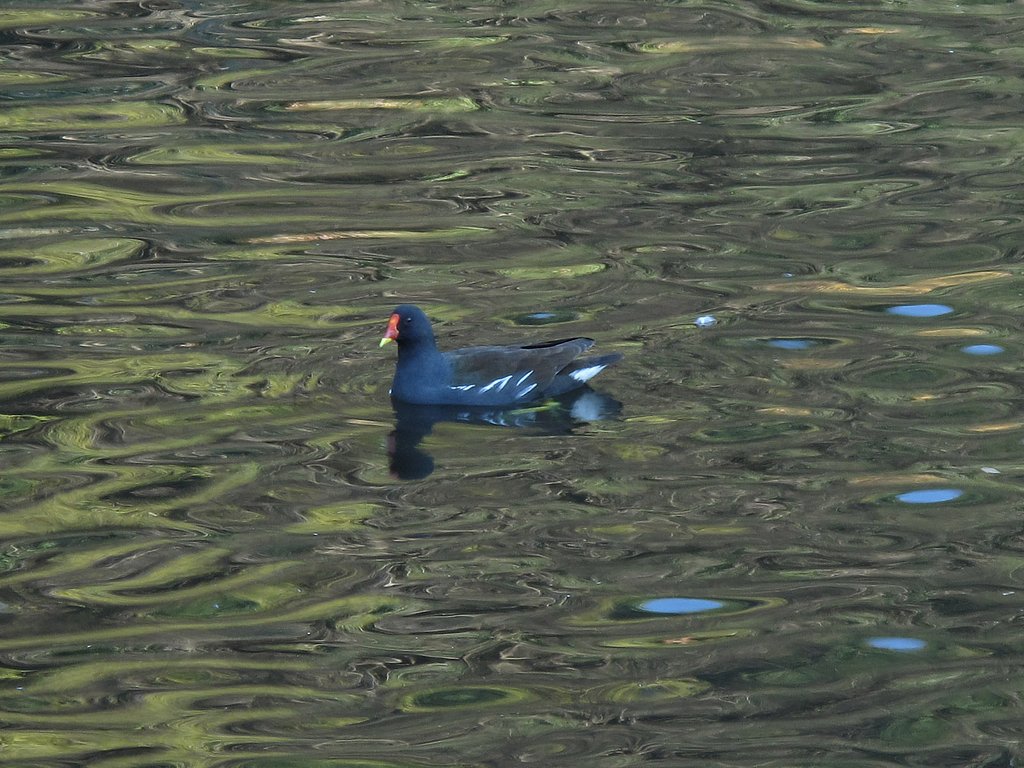 水鳥