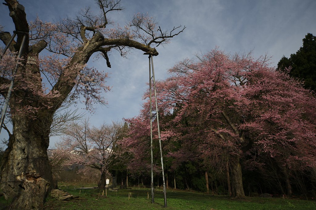 釜の越桜２