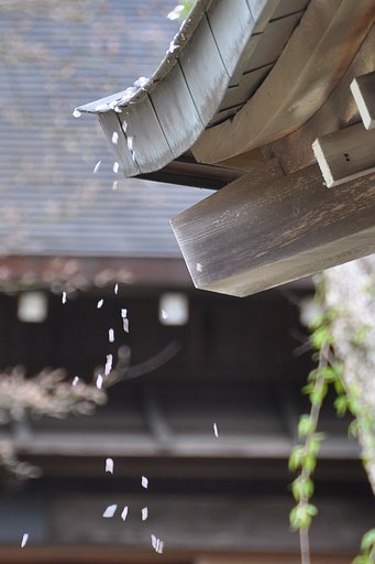 舞い落ちる
