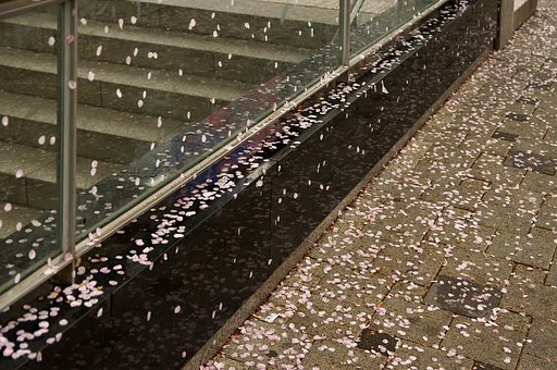 桜が散るころ1