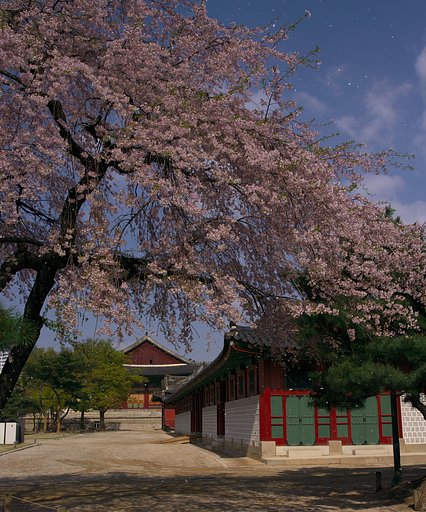 桜が散るころ４
