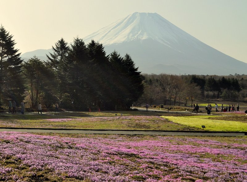 富士芝桜まつり会場　芝桜１分咲き（４日）