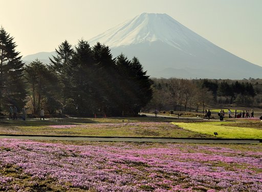 富士芝桜まつり会場　芝桜１分咲き（４日）