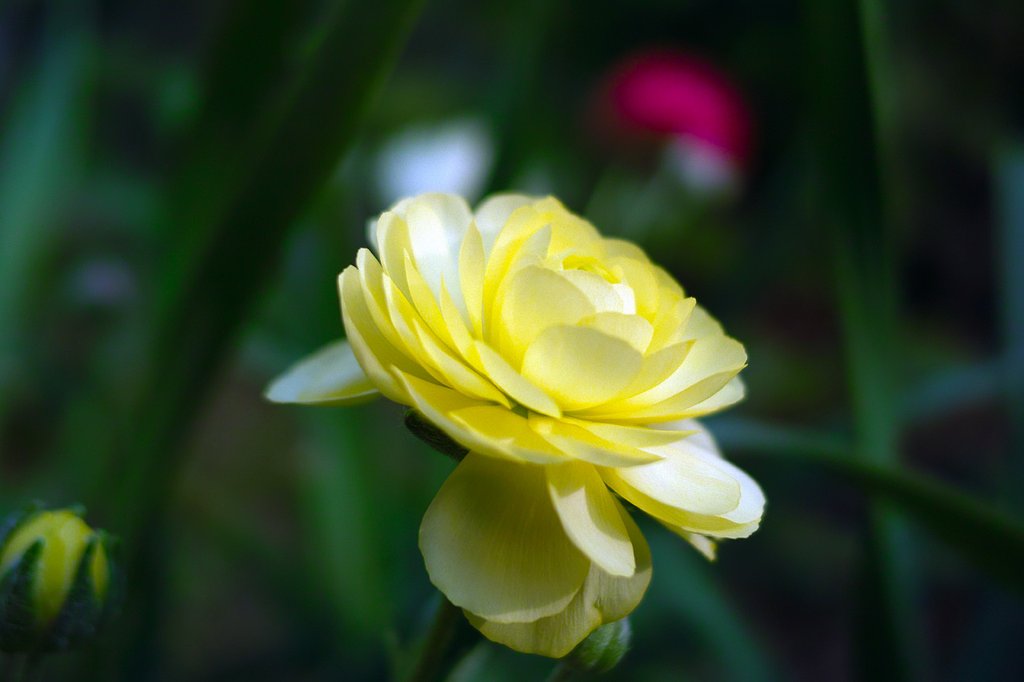 【質】 花
