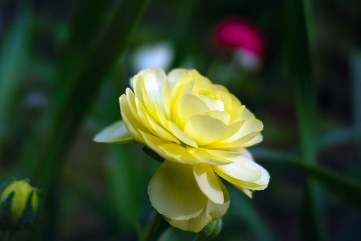 【質】 花