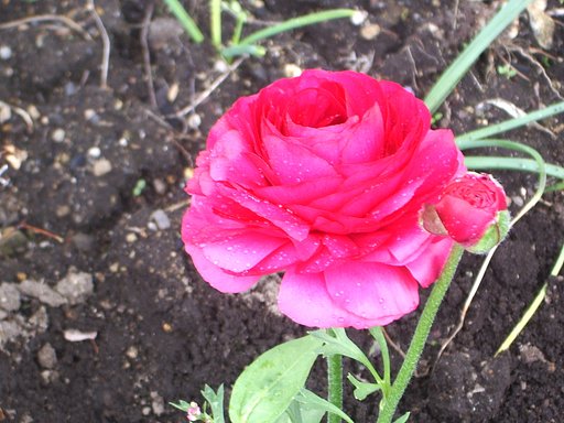 薔薇