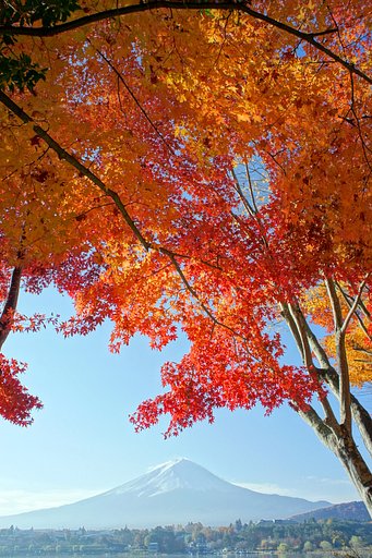 富士と紅葉