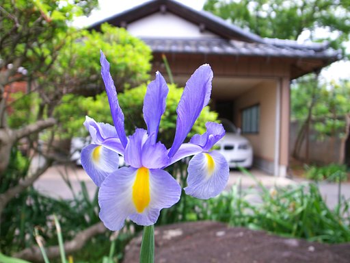 【質】庭のお花・・・