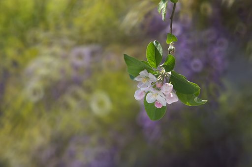 庭のりんごと藤の花