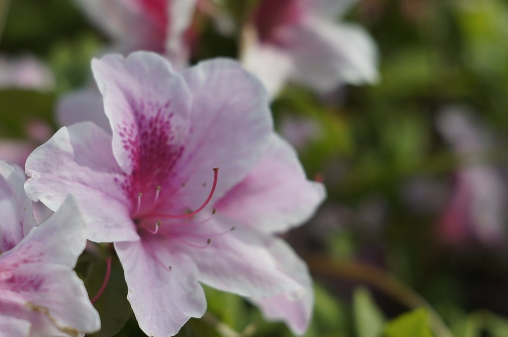 NIKKOR-S・C 5cm f/1.4(L)マウント　たまには花でも