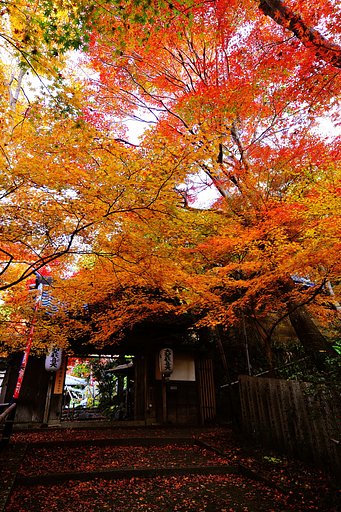 山門の紅葉