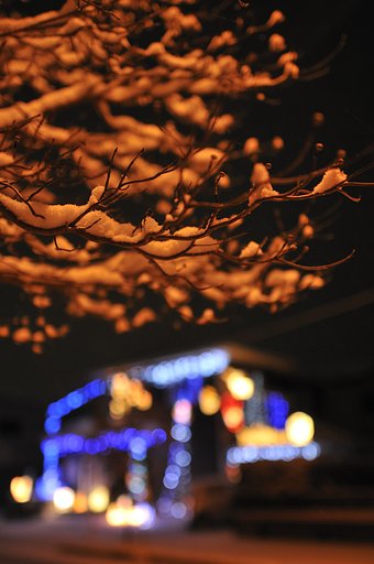 雪の枝と電飾