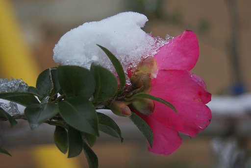 雪山茶花?-2