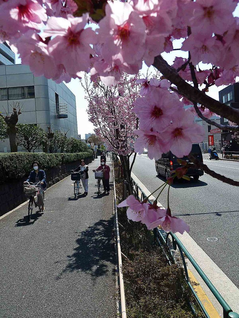 多分?・・「ハナモモ」
