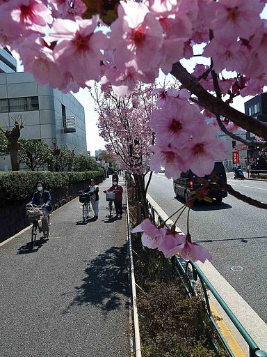 多分?・・「ハナモモ」