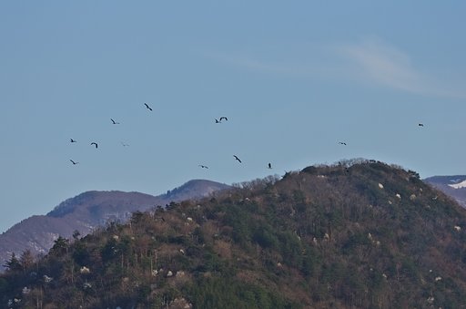コブシ、山桜と飛んでいるアオサギ