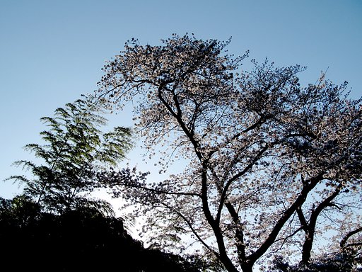 桜