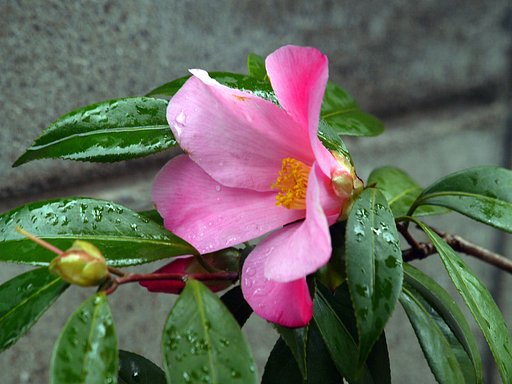 【おだやかに…春】雨の中の椿
