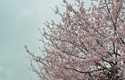 【おだやかに・・・春】　さくら