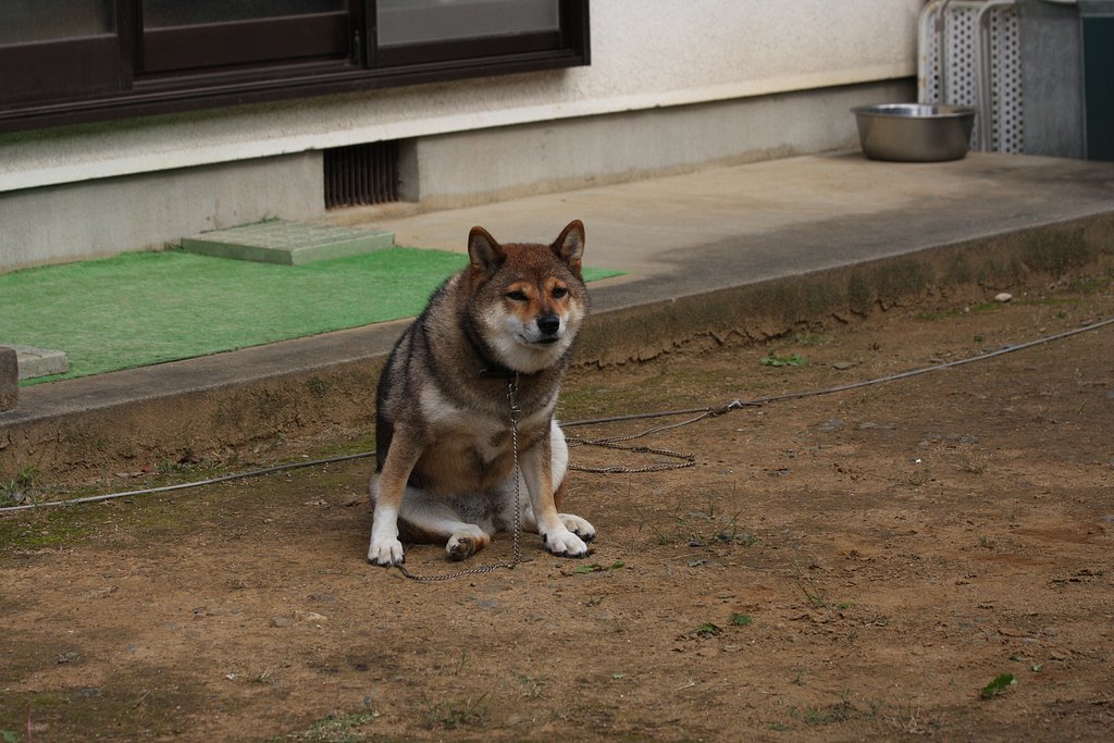 横座り