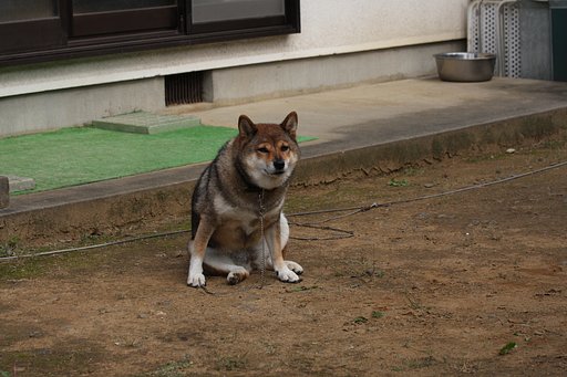 横座り