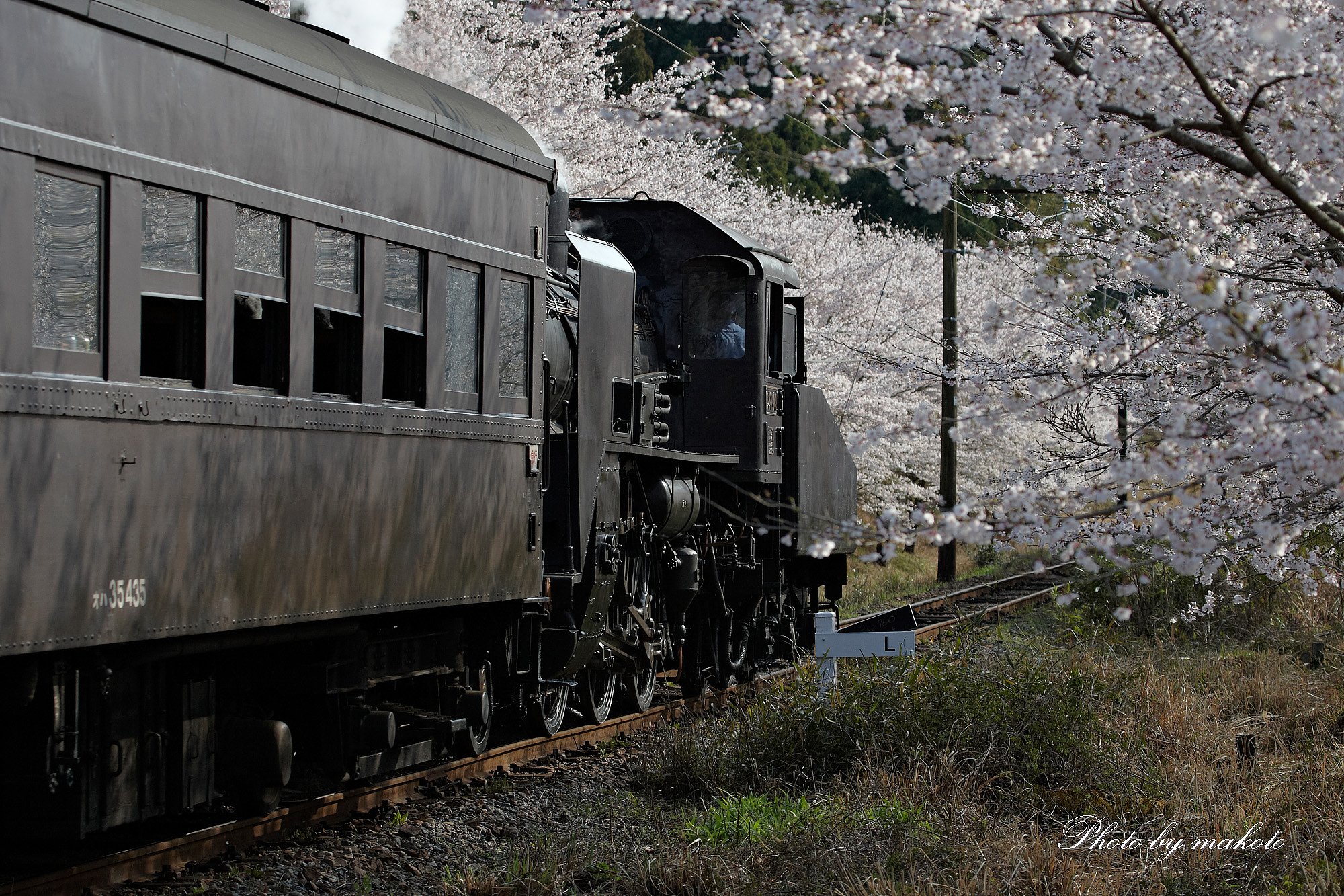 桜紀行