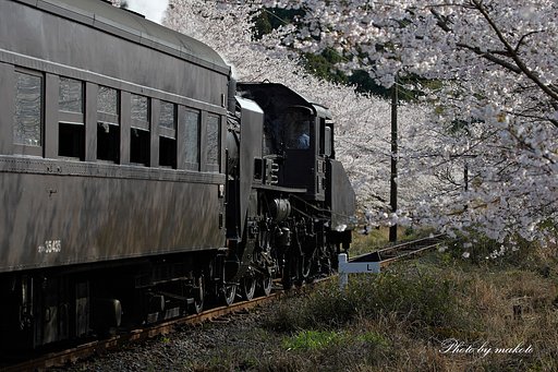 桜紀行