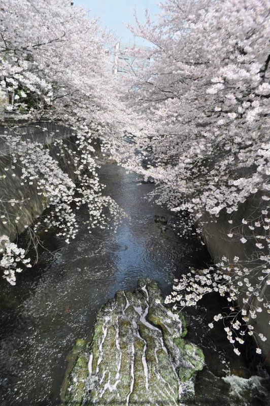 神田川の風景
