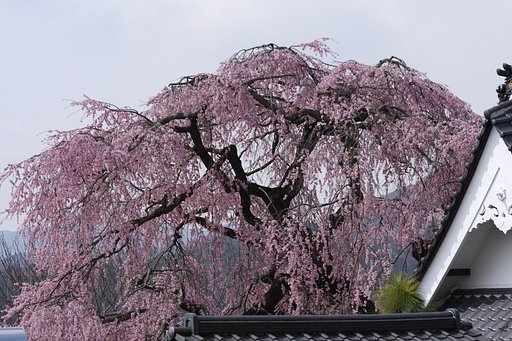 紅しだれ桜