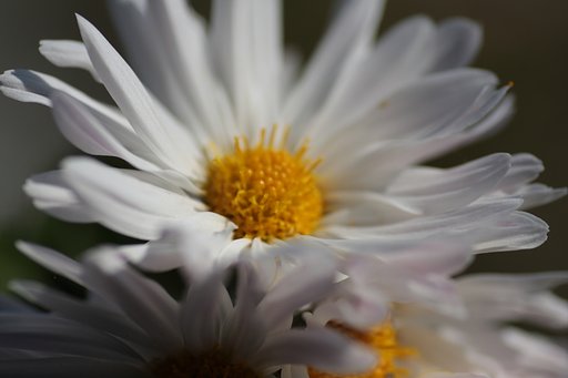 菊２