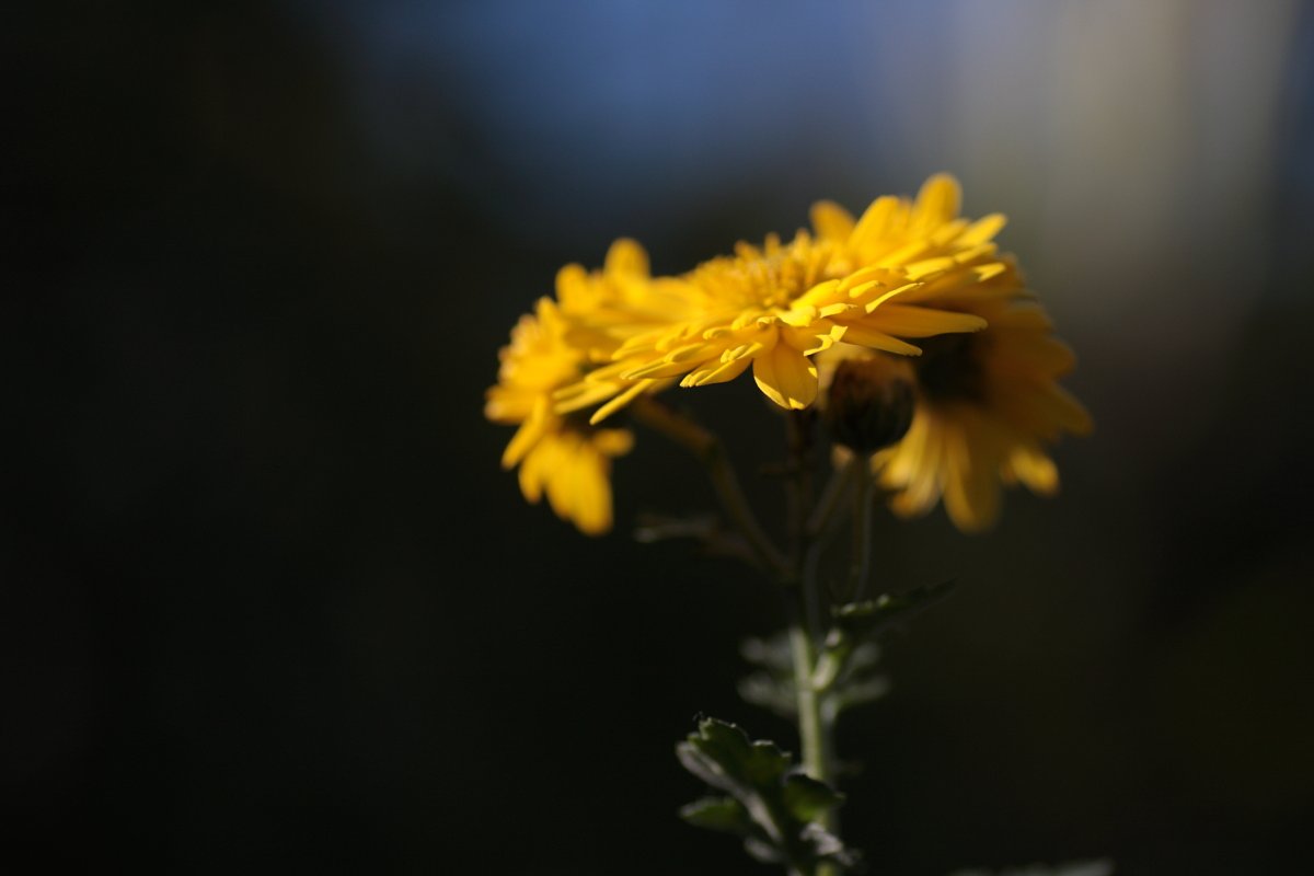 菊