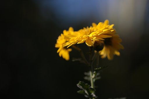 菊