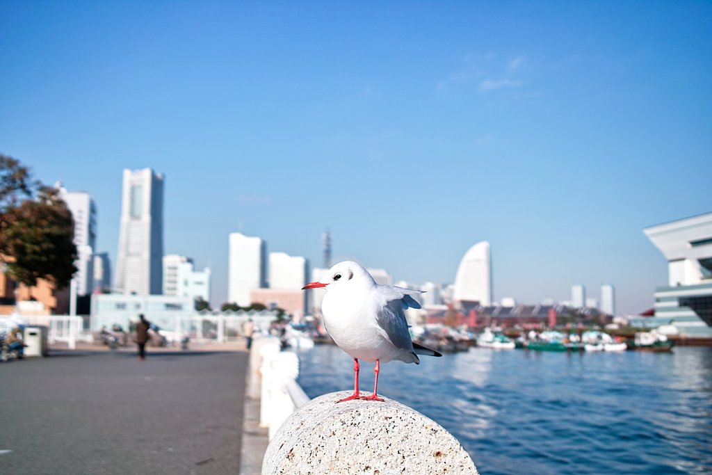 カモメモデル